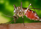 mosquito