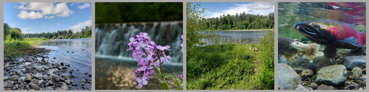 Banner with pictures of a river, a flower in front of a waterfall, another river, and a salmon under water