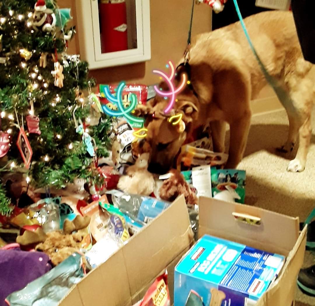 Giving Tree3.jpg