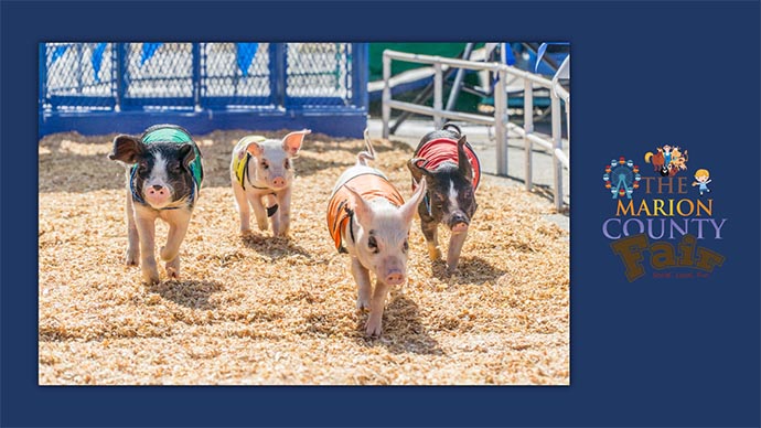 Marion County Fair - pigs