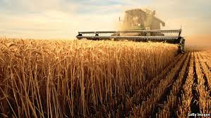 wheat field combine
