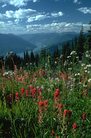 wild flowers and hills