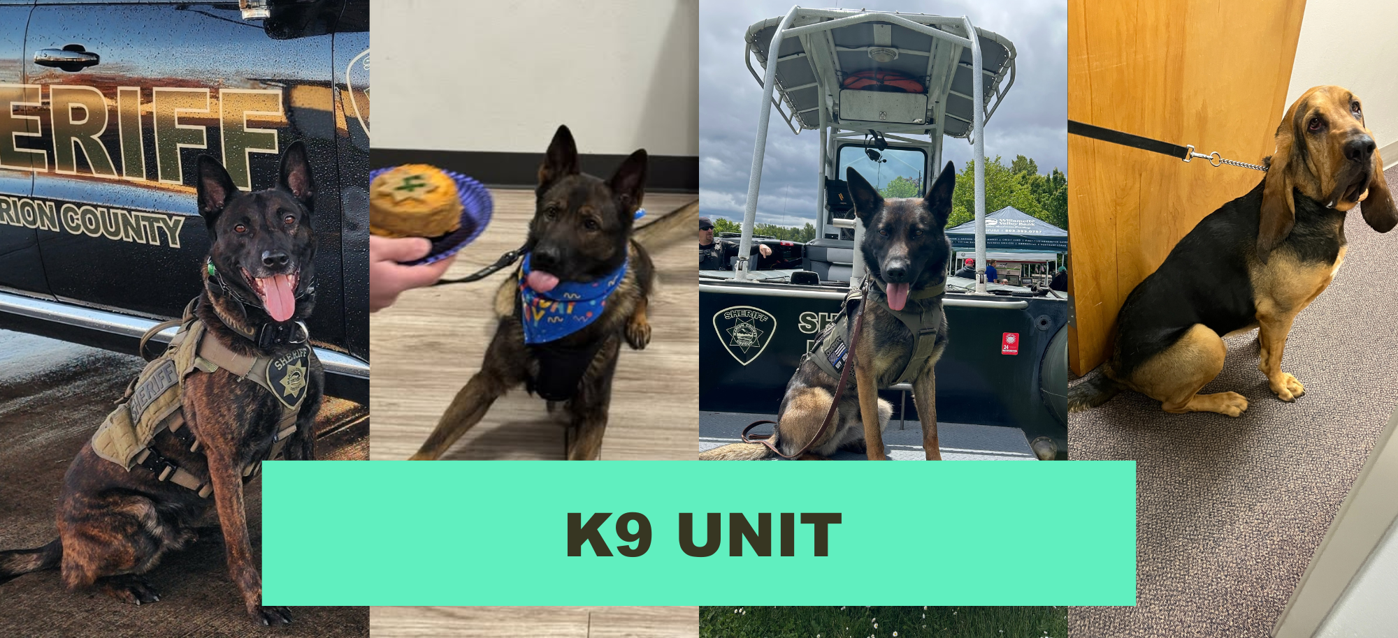 A variety of MCSO K9s